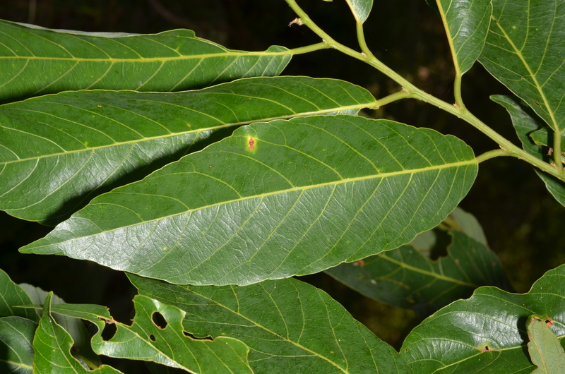 Bridelia speciosa: Bridelia speciosa leaves