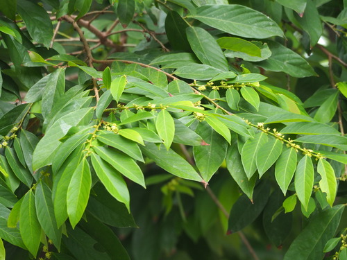 Bridelia tomentosa (Bridelia tomentosa)