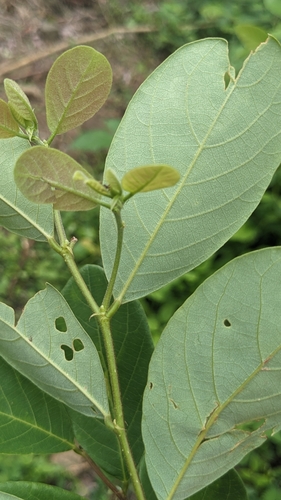 Bridelia tomentosa (Bridelia tomentosa)