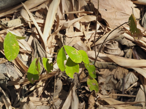 Bridelia tomentosa (Bridelia tomentosa)