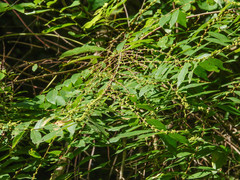 Bridelia tomentosa (Bridelia tomentosa)
