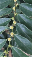 Bridelia tomentosa (Bridelia tomentosa)