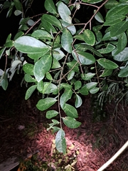 Bridelia tomentosa (Bridelia tomentosa)