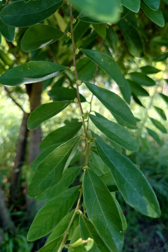 Bridelia tomentosa (Bridelia tomentosa)