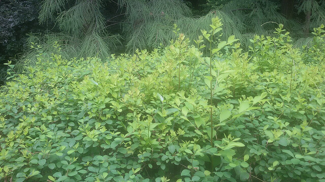Bridelia tomentosa: 土蜜树嘅叶