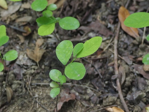 Bridelia tomentosa (Bridelia tomentosa)