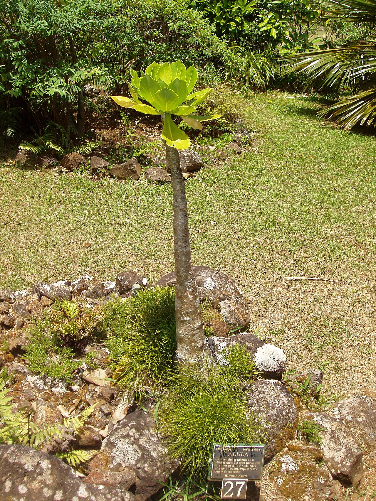 Cabbage on a stick: Brighamia insignis - general view. From the Limahuli Garden and Preserve, Kauai, Hawaii.