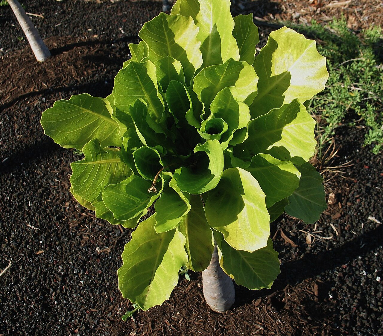 Cabbage on a stick: Ālula or ʻŌlulu Campanulaceae Endemic to the Hawaiian Islands (Niʻhau, extinct; Kauaʻi, extant with probably only one wild specimen remaining) Endangered Oʻahu