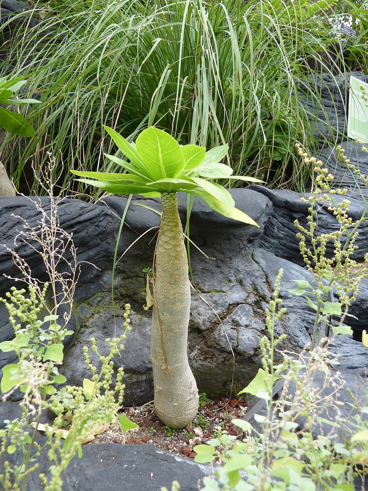 Cabbage on a stick: Brighamia insignis in the United States Botanic Garden