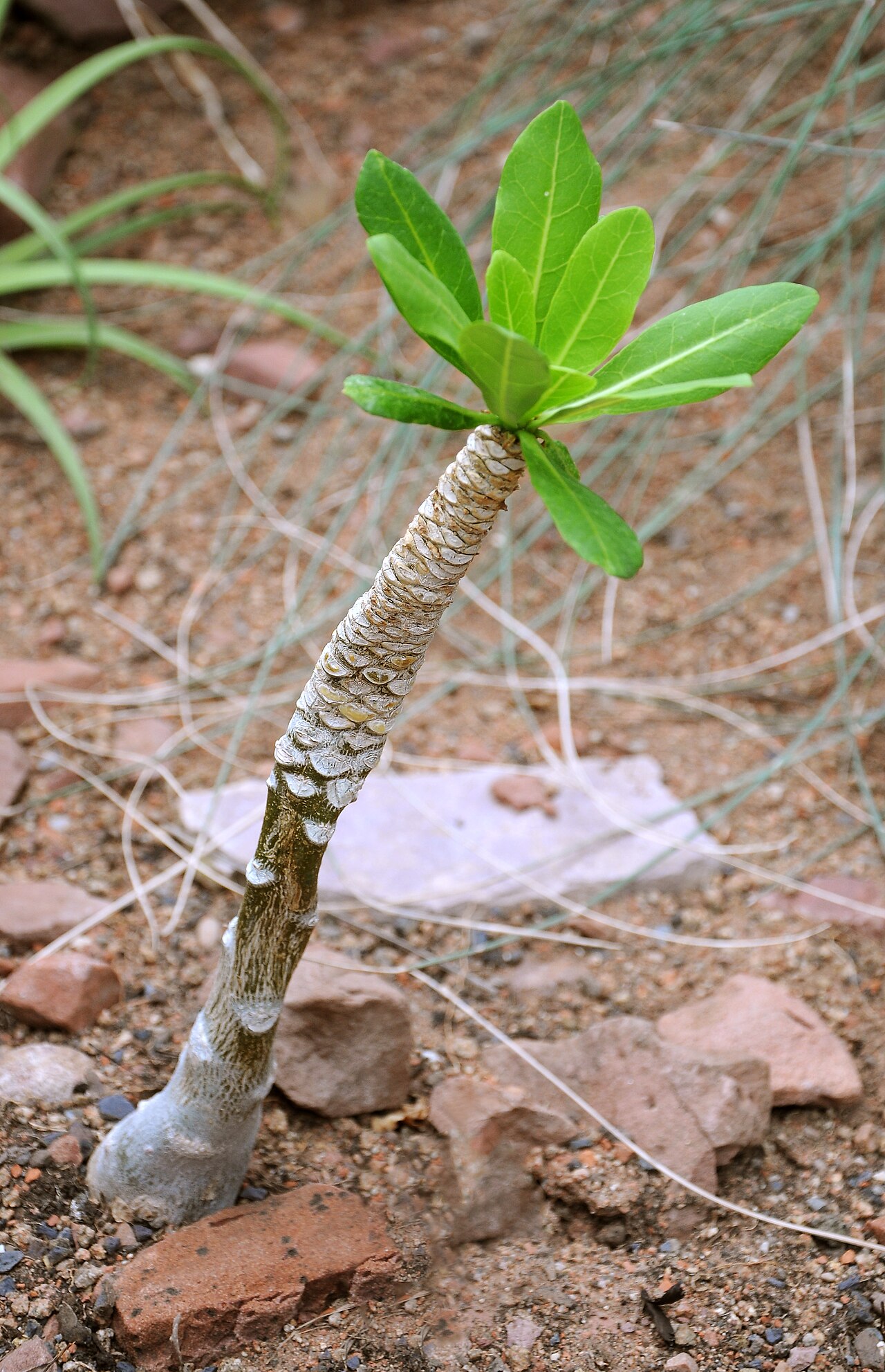 Cabbage on a stick: Brighamia insignis
