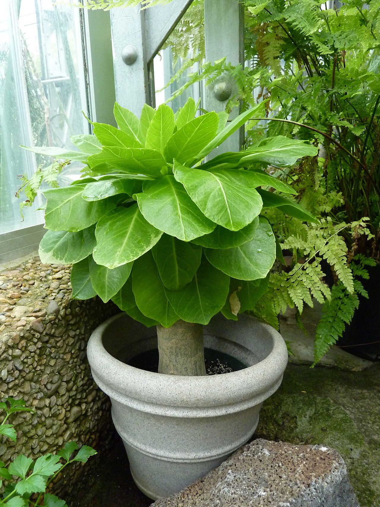 Cabbage on a stick: Brighamia insignis in the United States Botanic Garden