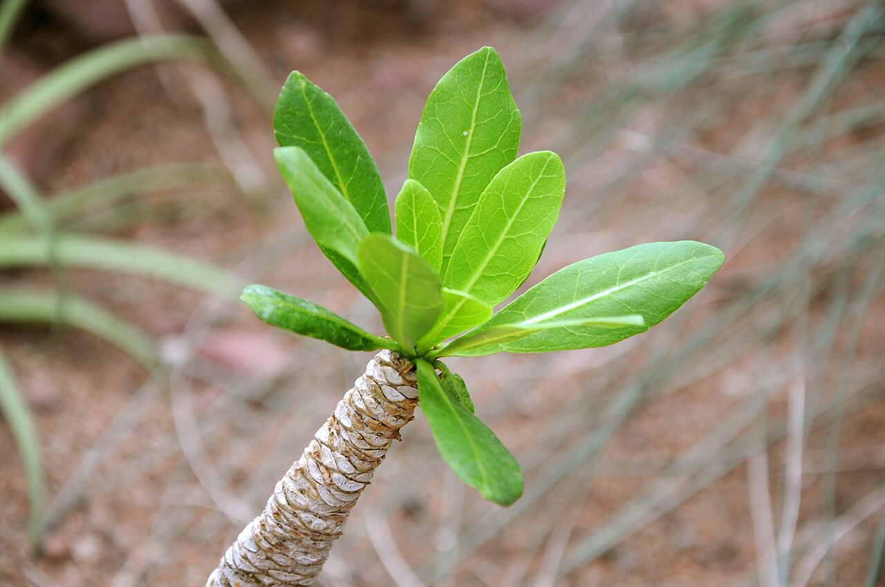 Cabbage on a stick: Brighamia insignis