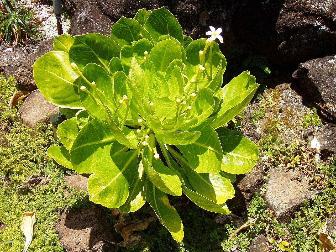 Cabbage on a stick: Brighamia insignis - flowers. From the Limahuli Garden and Preserve, Kauai, Hawaii.