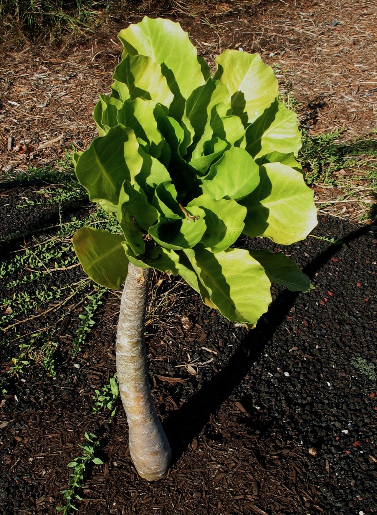 Cabbage on a stick: Ālula or ʻŌlulu Campanulaceae Endemic to the Hawaiian Islands (Niʻhau, extinct; Kauaʻi, extant with probably only one wild specimen remaining) Endangered Oʻahu