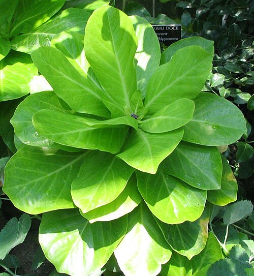 Cabbage on a stick (Brighamia insignis)