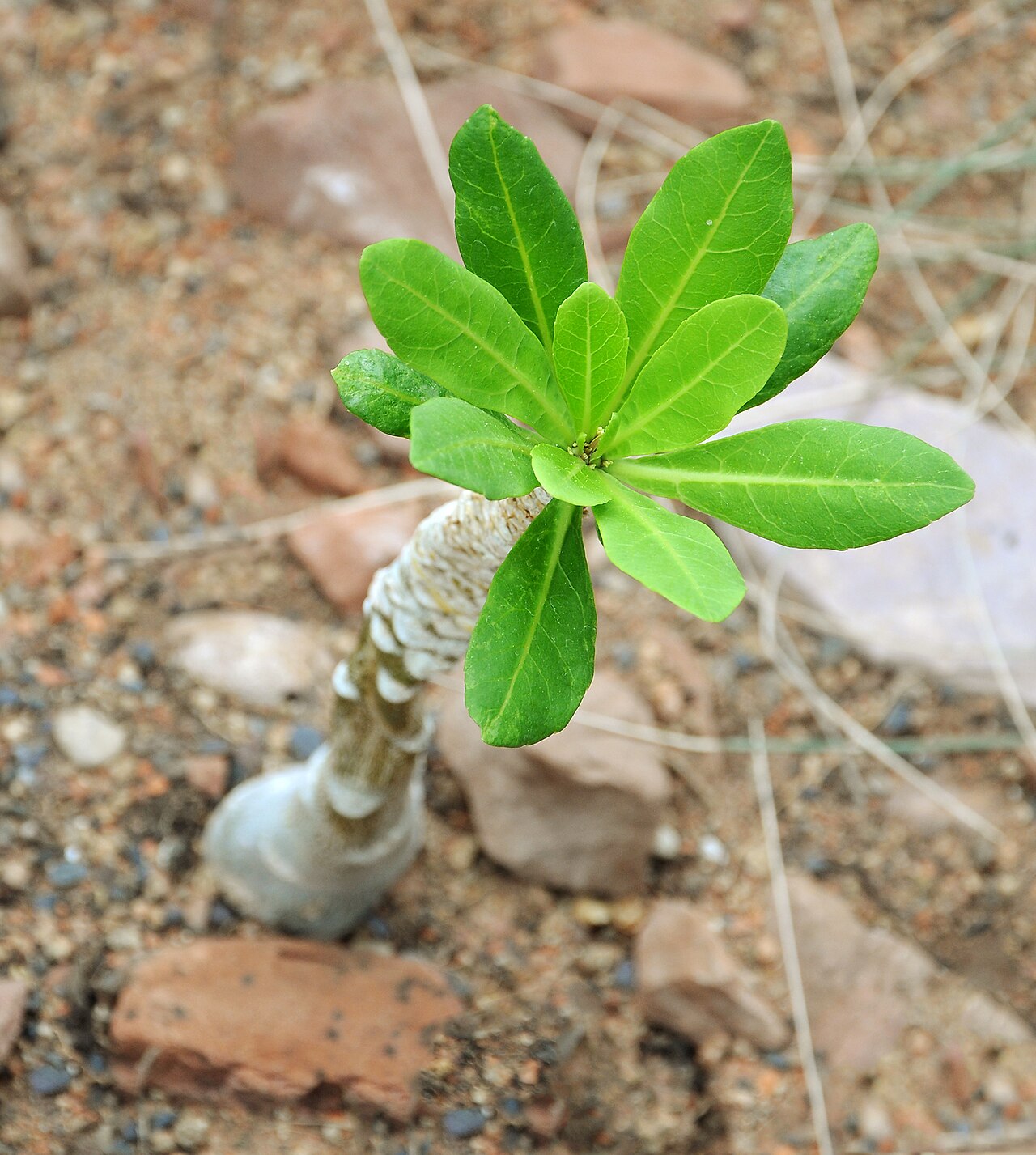 Cabbage on a stick: Brighamia insignis