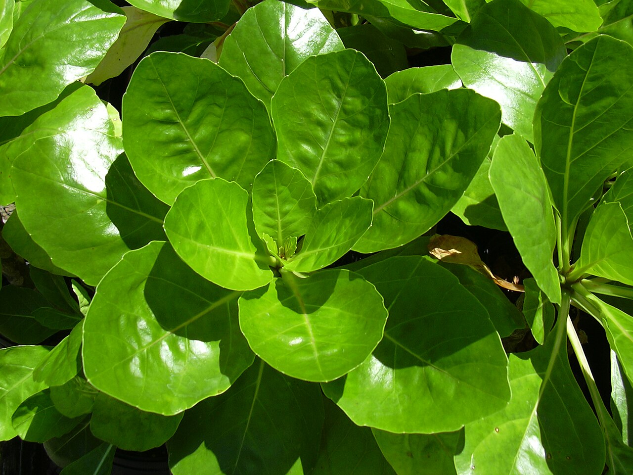 Molokai ohaha: Brighamia rockii (leaves). Location: Maui, Hoolawa Farms