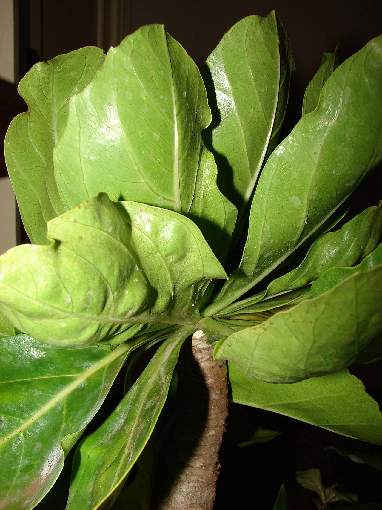 Molokai ohaha: Brighamia rockii (leaves). Location: Molokai, Unknown location