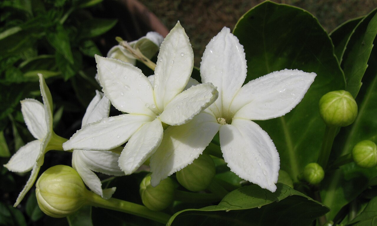 Molokai ohaha: Brighamia rockii flowering