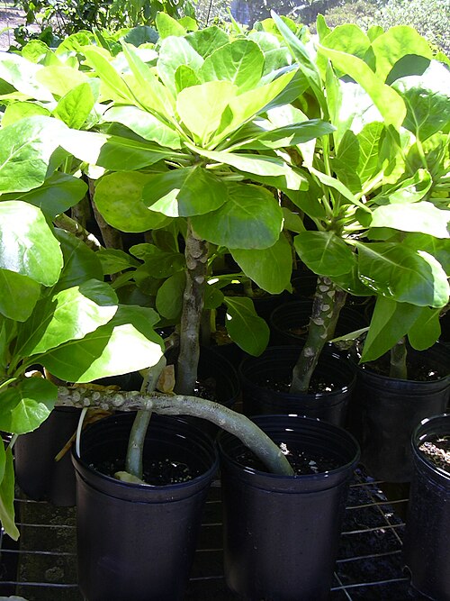 Molokai ohaha: Brighamia rockii (habit). Location: Maui, Hoolawa Farms