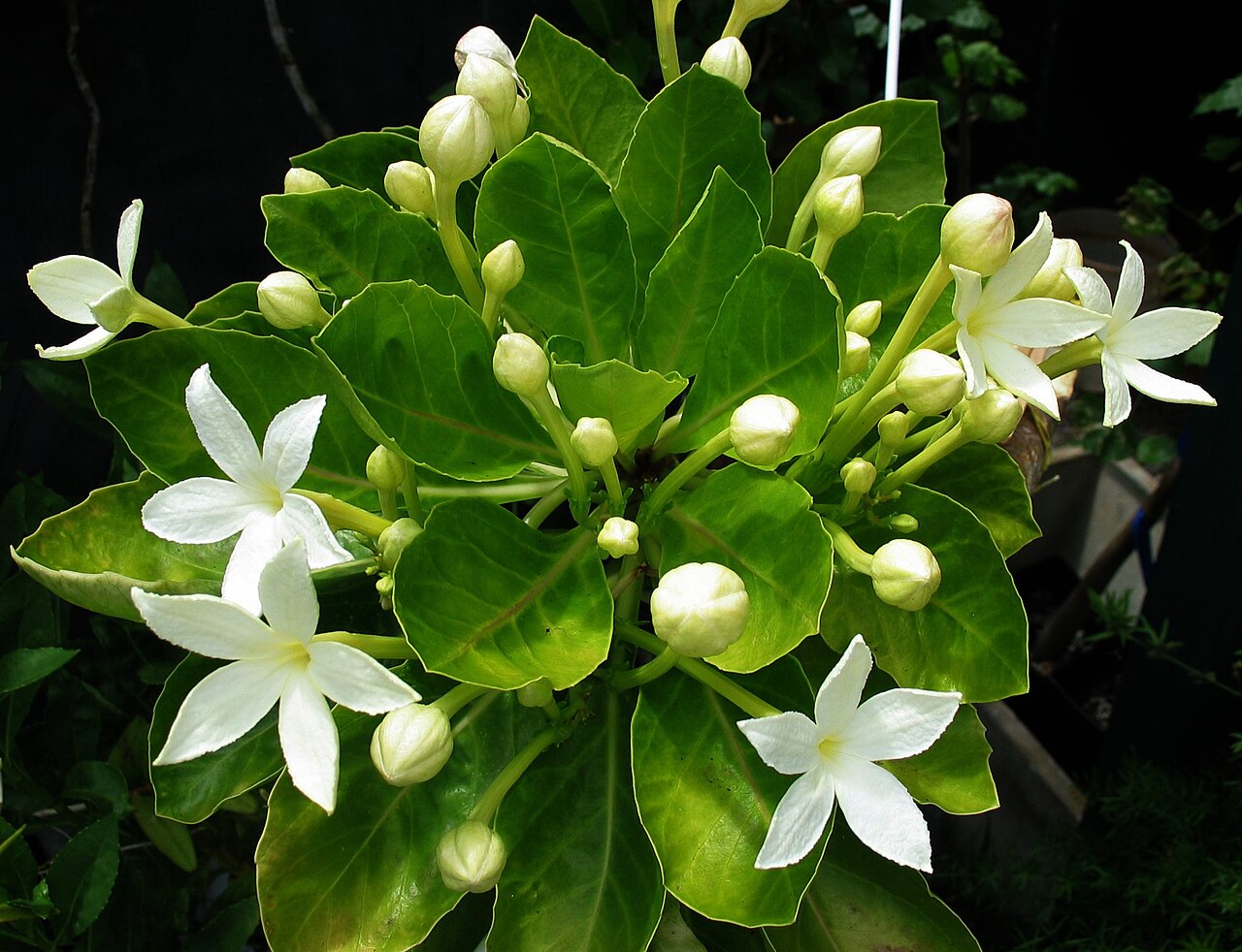 Molokai ohaha: Pua 'ala, or Ālula Campanulaceae Endemic to the Hawaiian Islands (Moloka'i only) Endangered Oʻahu (Cultivated) Hawaiians of former times in Wailau Valley, Molok