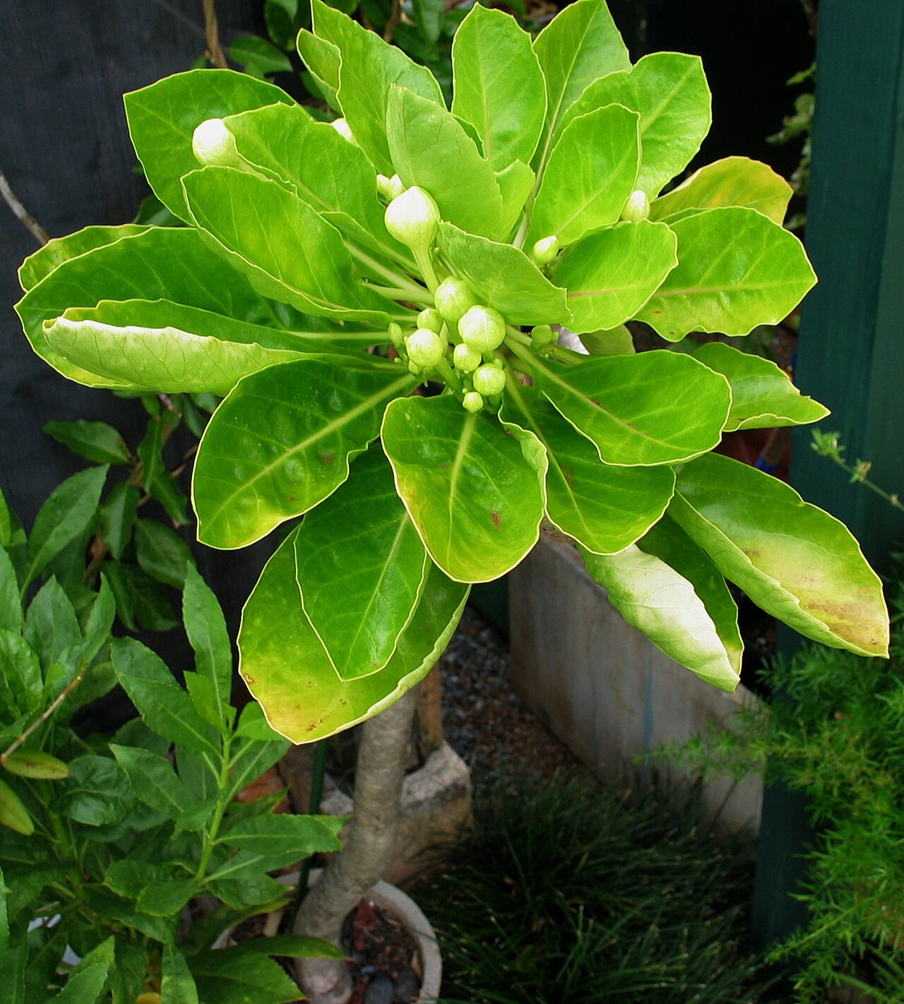 Molokai ohaha: Pua 'ala, or ālula Campanulaceae Endemic to the Hawaiian Islands (Moloka'i only) Oʻahu (Cultivated) This plant is about 5 feet tall. Hawaiians of former times i