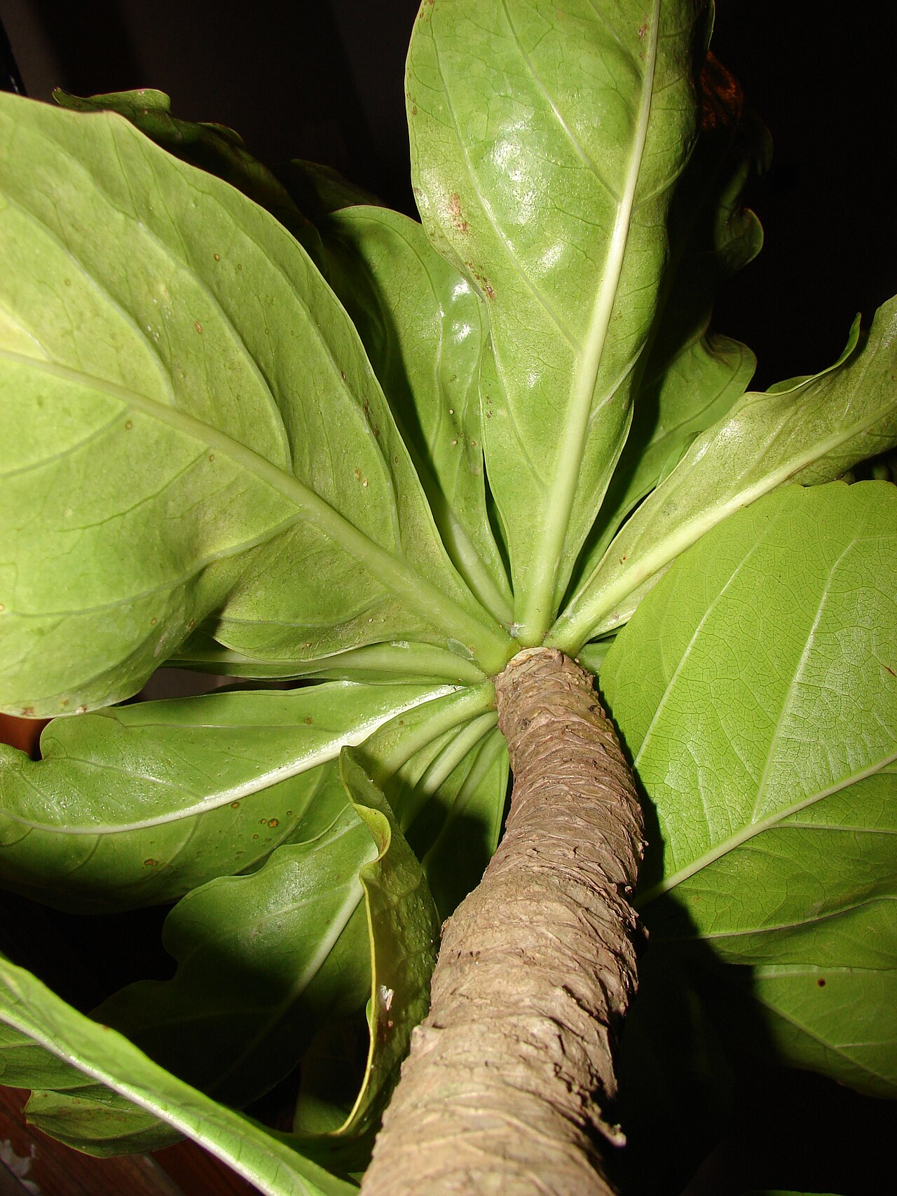 Molokai ohaha: Brighamia rockii (leaves). Location: Molokai, Unknown location