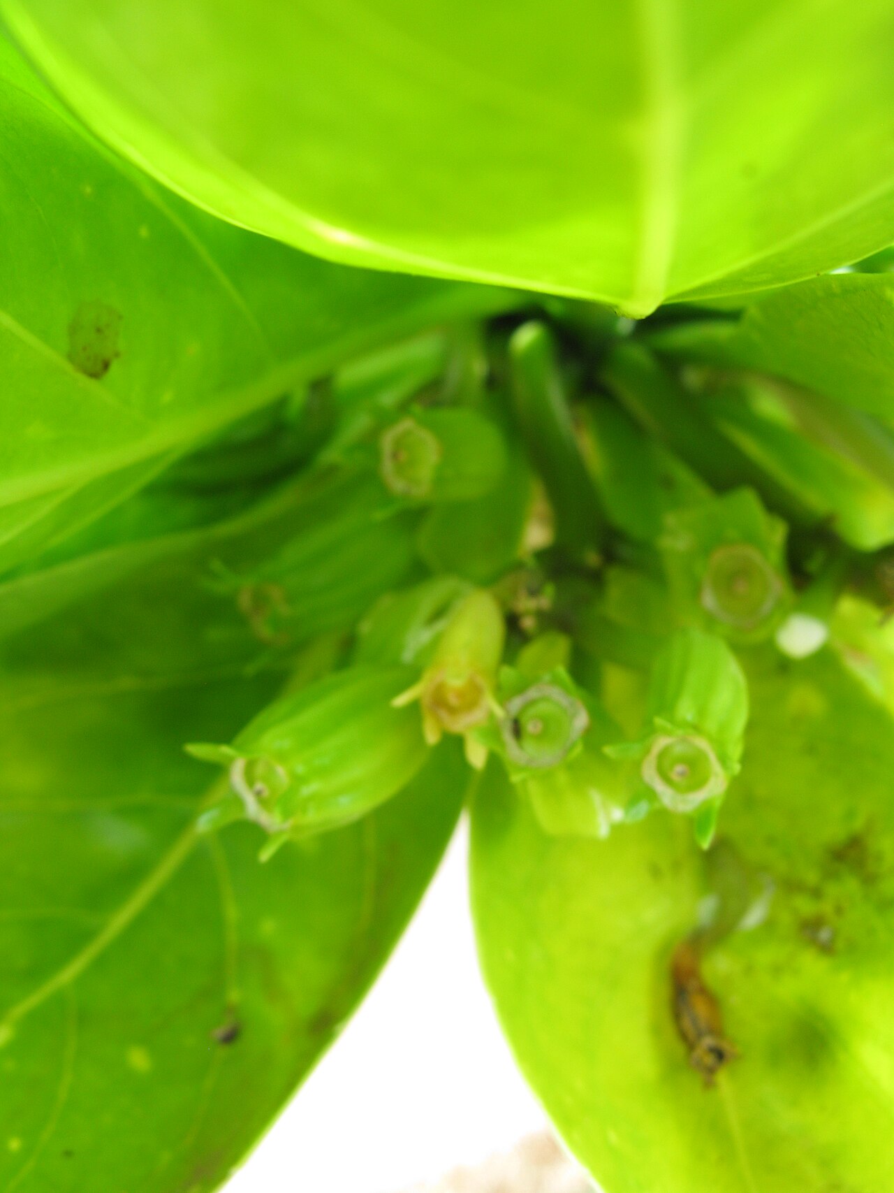 Molokai ohaha: Brighamia rockii mature fruits - notice cracks on side of frits to facilitate wind dispersal