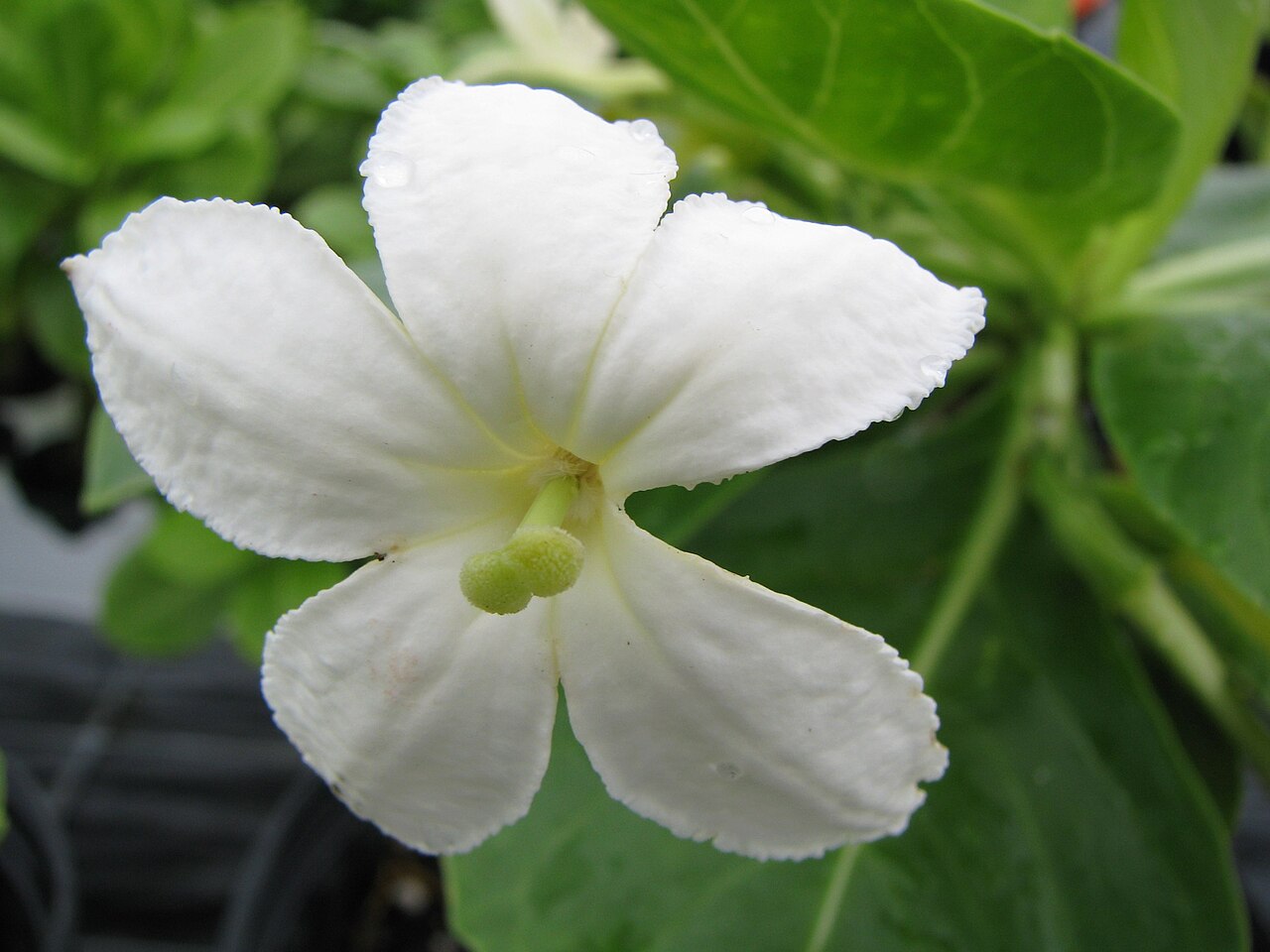 Molokai ohaha: Pua 'ala, or Ālula Campanulaceae Endemic to the Hawaiian Islands (Moloka'i only) Endangered Oʻahu (Cultivated) Fragrant pua (flowers) of pua 'ala!!! Hawaiians o