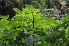 Brillantaisia cicatricosa (Brillantaisia cicatricosa)