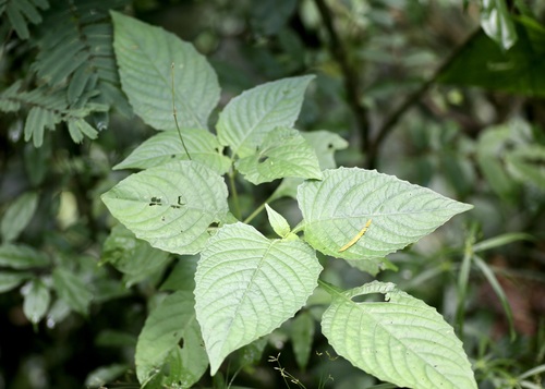 Brillantaisia cicatricosa (Brillantaisia cicatricosa)