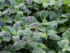 Brillantaisia lamium (Brillantaisia lamium)