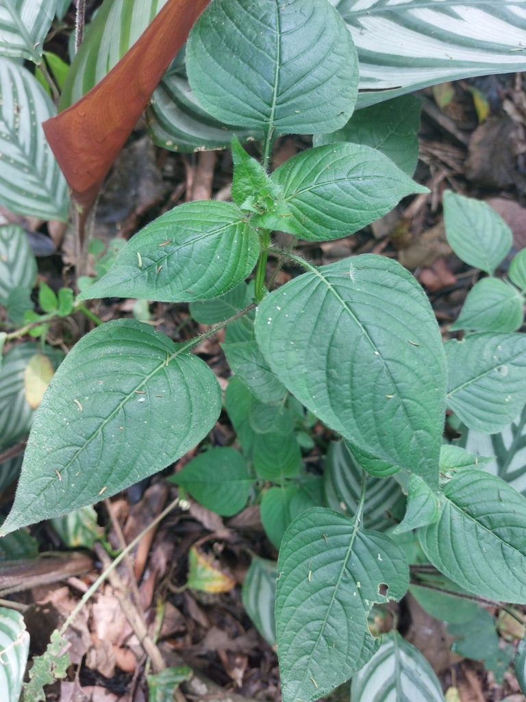 Brillantaisia lamium (Brillantaisia lamium)