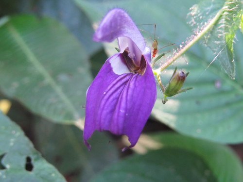 Brillantaisia lamium (Brillantaisia lamium)