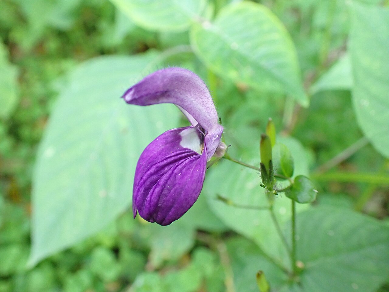 Brillantaisia lamium: ブリランタイジア・ラミウムの花(2025年10月 沖縄県本部町並里 八重岳麓)