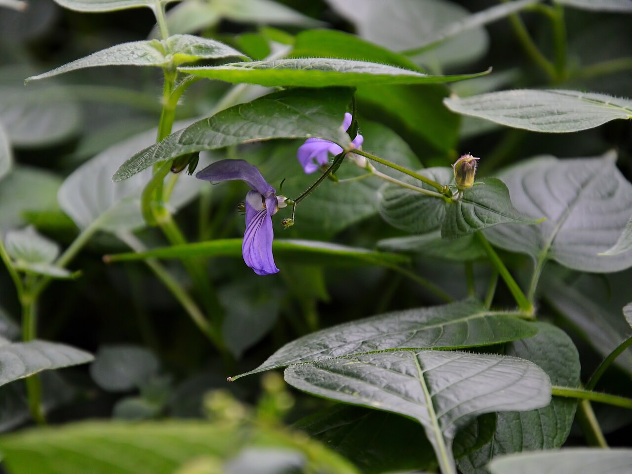 Brillantaisia lamium: Brillantaisia at Kew Gardens, London, UK.