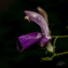 Brillantaisia lamium (Brillantaisia lamium)