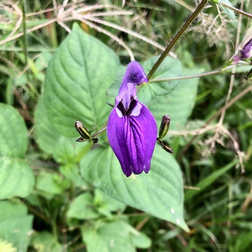 Brillantaisia lamium (Brillantaisia lamium)