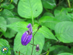 Brillantaisia lamium (Brillantaisia lamium)