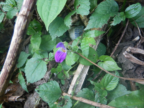 Brillantaisia lamium (Brillantaisia lamium)