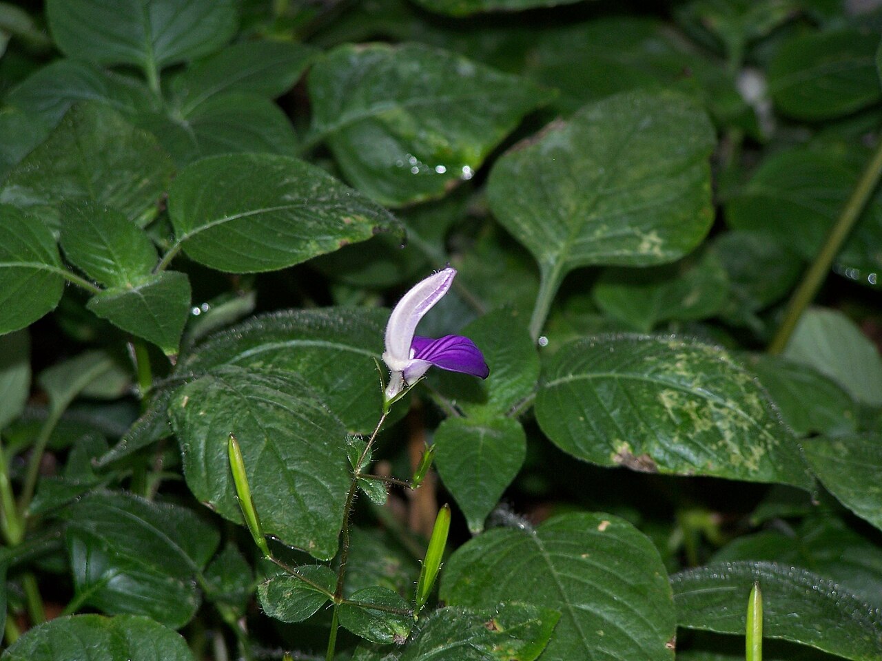 Brillantaisia lamium: Brillantaisia lamium 17 juin 2006 Vieux jardin botanique de Göttingen