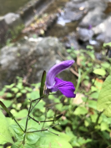 Brillantaisia lamium (Brillantaisia lamium)