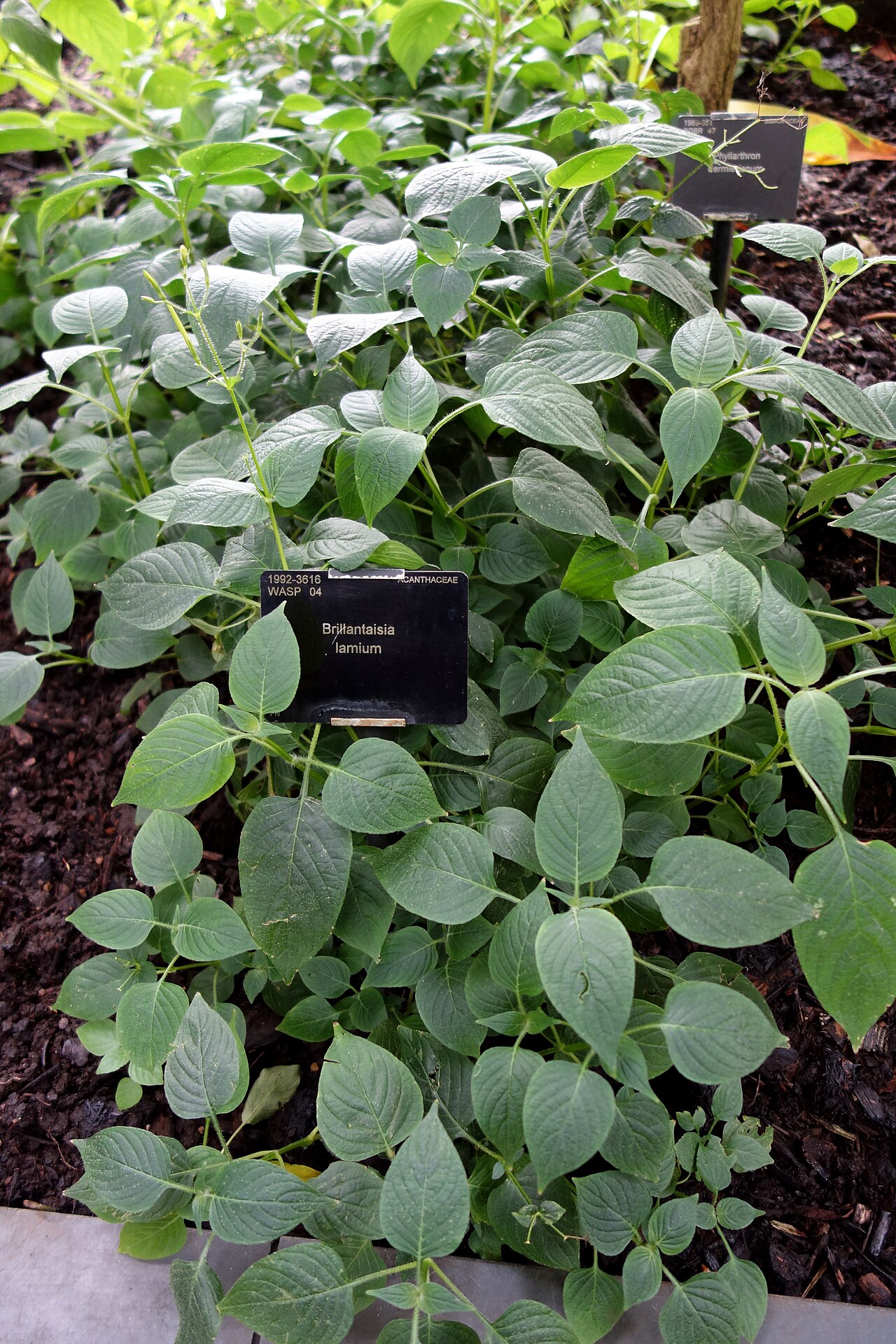 Brillantaisia lamium: Specimen in Kew Gardens, London, England.
