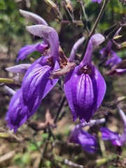 Brillantaisia owariensis (Brillantaisia owariensis)