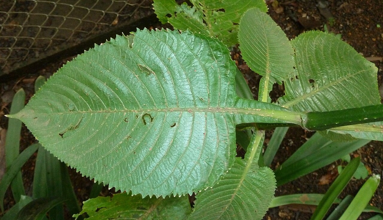 Brillantaisia owariensis: Foliage of a Giant salvia in the Manie van der Schijff Botanical Garden, Pretoria