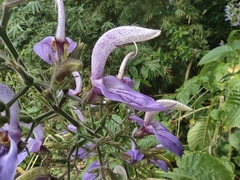 Brillantaisia owariensis (Brillantaisia owariensis)