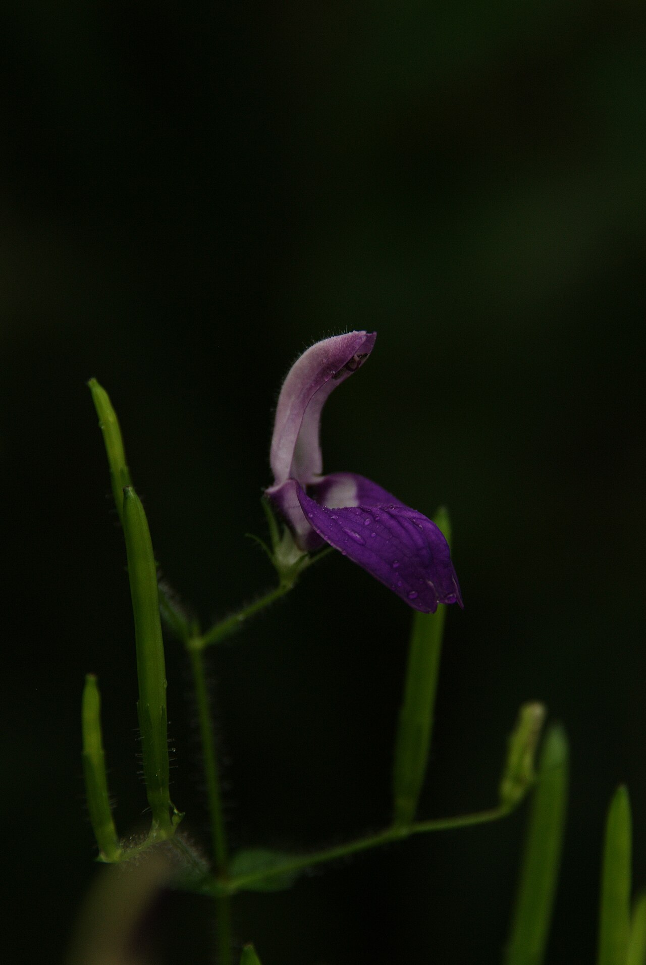 Brillantaisia owariensis: This photograph was taken on 15th December during an event in Fata Morgana Greenhouse, supported by Czech ' Mediagrant '.