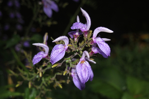 Brillantaisia owariensis (Brillantaisia owariensis)