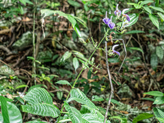 Brillantaisia owariensis (Brillantaisia owariensis)