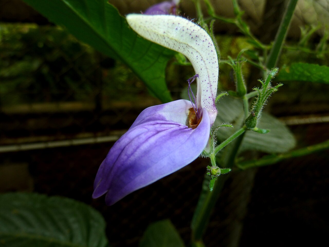 Brillantaisia owariensis: Flower of a Giant salvia in the Manie van der Schijff Botanical Garden, Pretoria